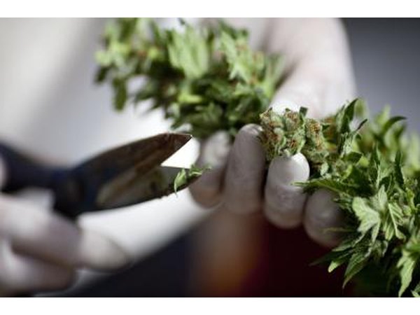Cannabis, is prescribed medically to reduce nausea and stimulate appetite in patients undergoing treatment for cancer.