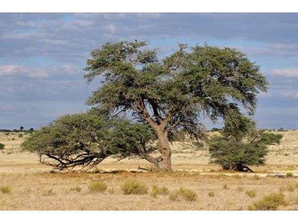Camel Thorn tree's in the Kalahari, South Africa