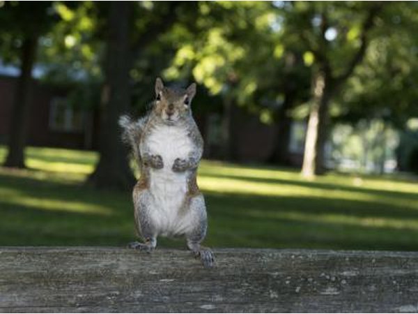 Squirrels are lured into attics by food and shelter.