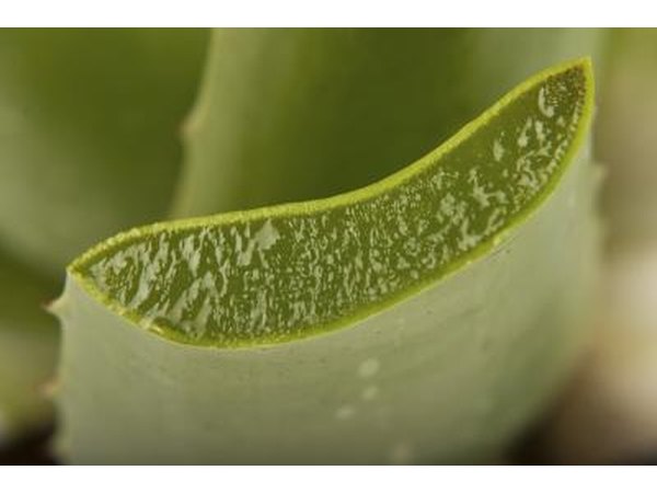 Section of aloe vera plant