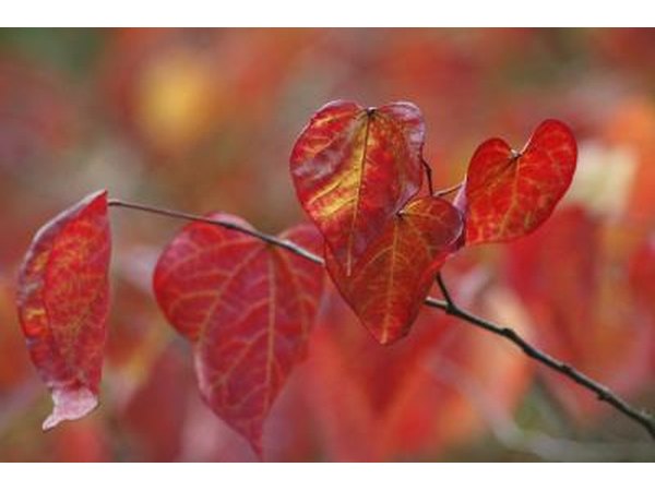 A close-up of scarlet leaves on a Forest Pansy.