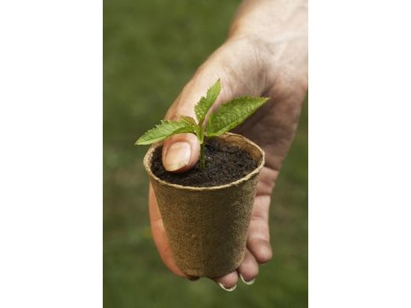 Alternately, let the plant's identity be a surprise.