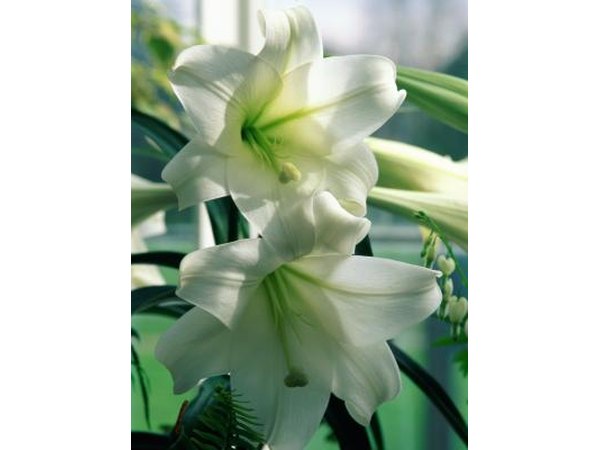 Lilies