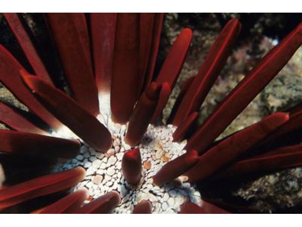 Aquatic plant.