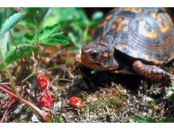 Wild strawberries are a good food source from small animals and birds.