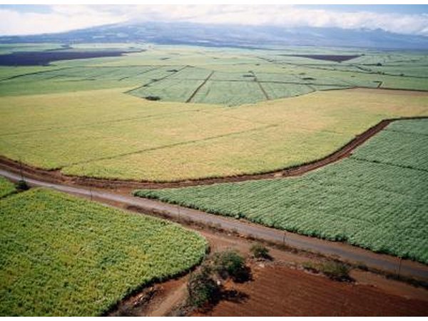 An aerial view of sugar cane fields.