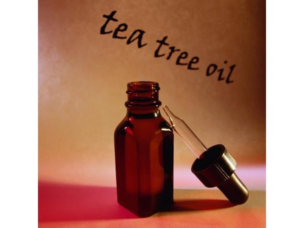 Purchase tea tree oil from a health food store because it has strong anti-fungal properties