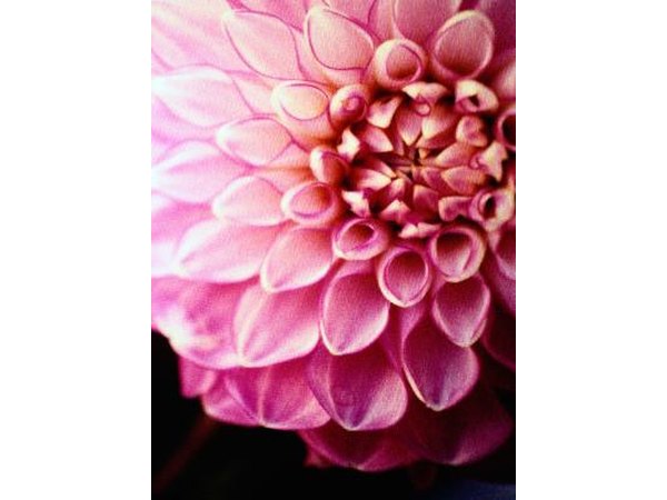 Dahlia
