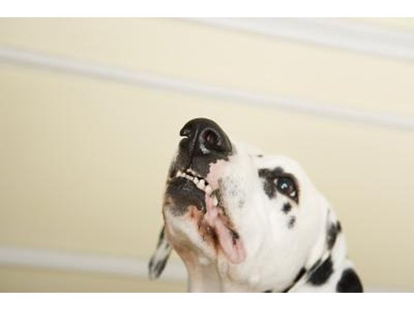 Angry dog.