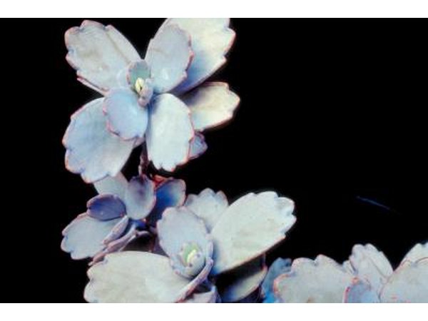 Many succulents exhhibit silver-green, thick, fleshy leaves.
