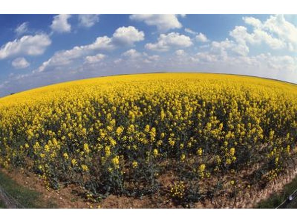 Rapeseed field.