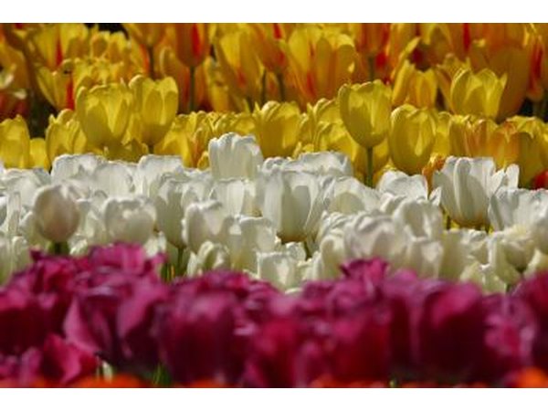 Tulips