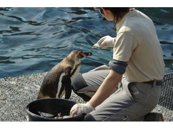 A penguin is hand fed a fish at the zoo.