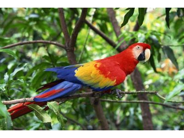 The scarlet macaw