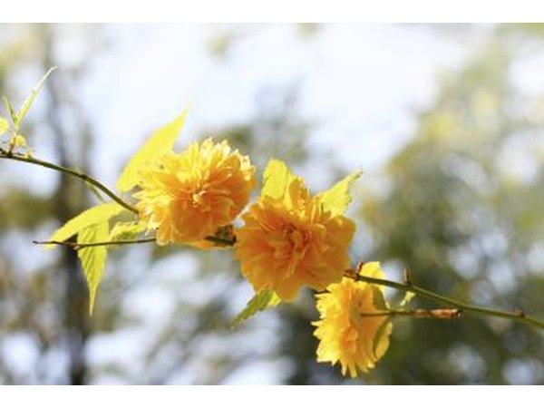 A flowering Japanese Kerria bush.