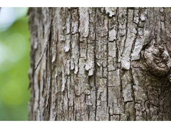 The bark of a teak tree.