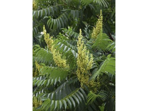 Yellow sumac