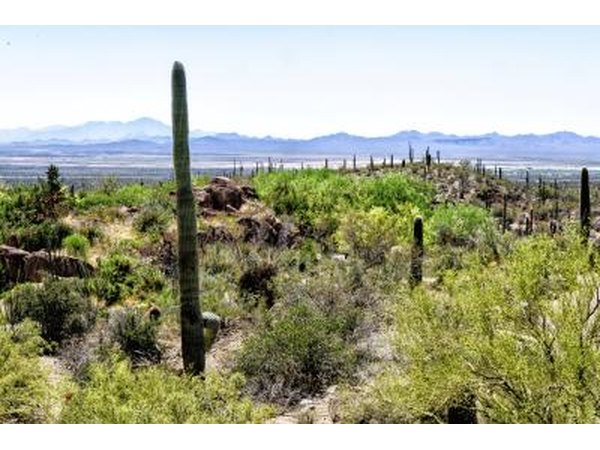 the Sonoran has the widest variety of animals and plant life