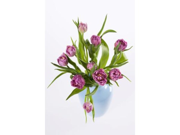 Tulips are recognized as one of the most widely cultivated flowers globally.