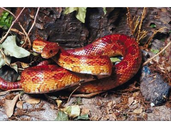 The cornsnake is found in the northeast of Utah.