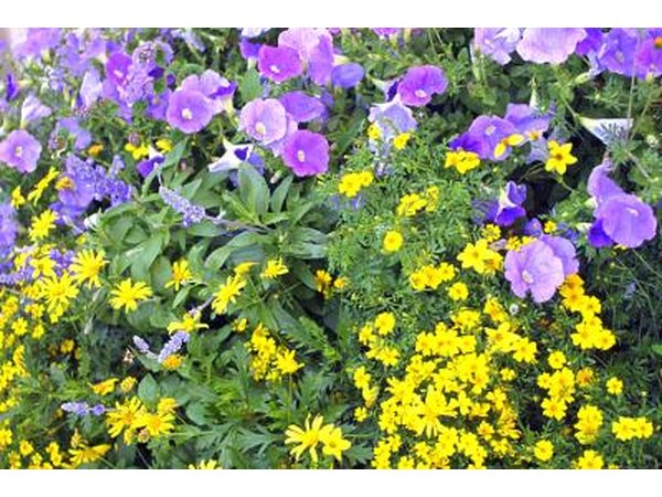 Perennial Beds