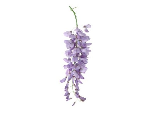 Wisteria is a delicate shade of lilac.