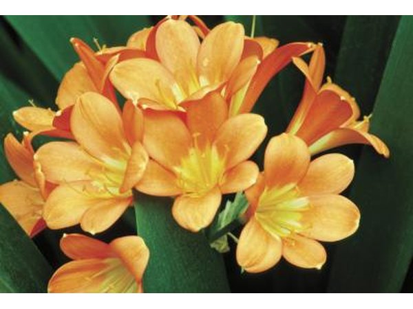 Clivias produce orange or red flowers.