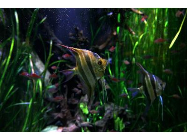 Fish inside aquarium