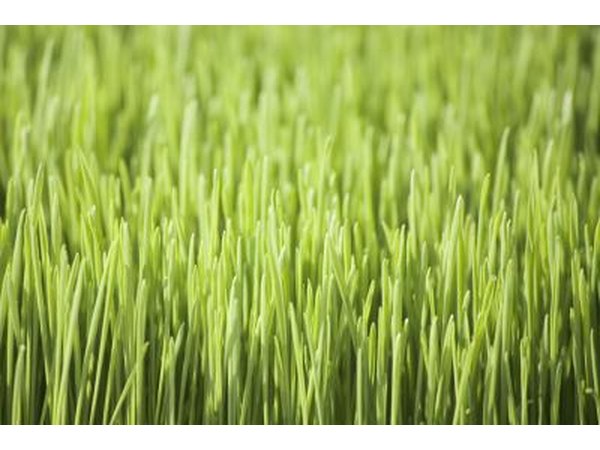 Wheatgrass