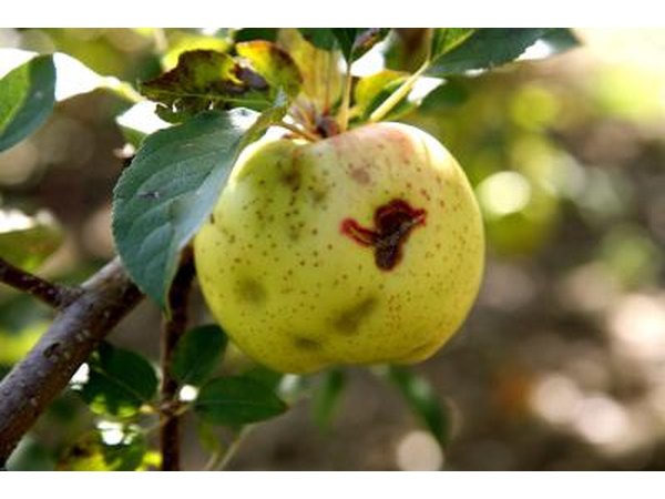 Weather affects apple harvests such as hail.