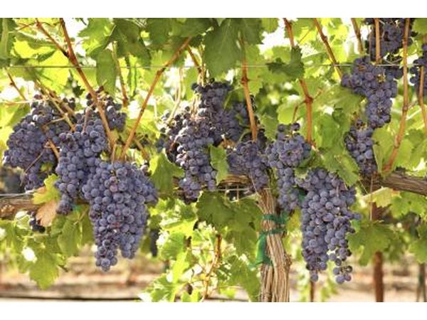 Grapes growing on a vine.