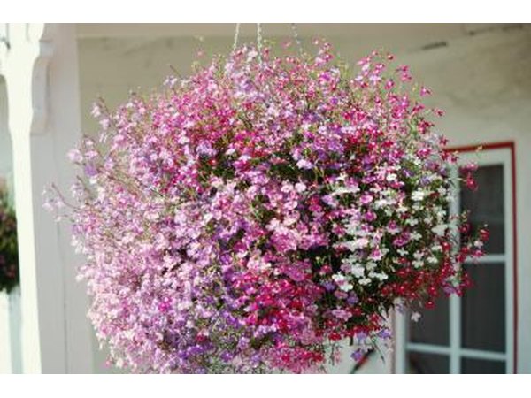 Hanging Baskets