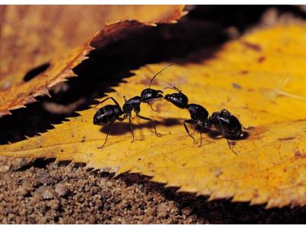 Ants
