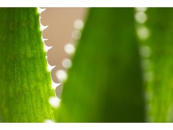 Aloe plant
