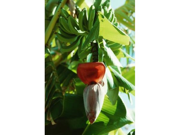 Banana tree has large leaves and red flowers.