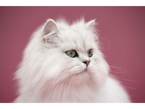White Persian cat.