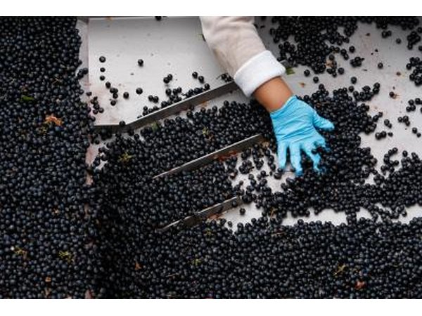 Harvest grapes being sorted and checked