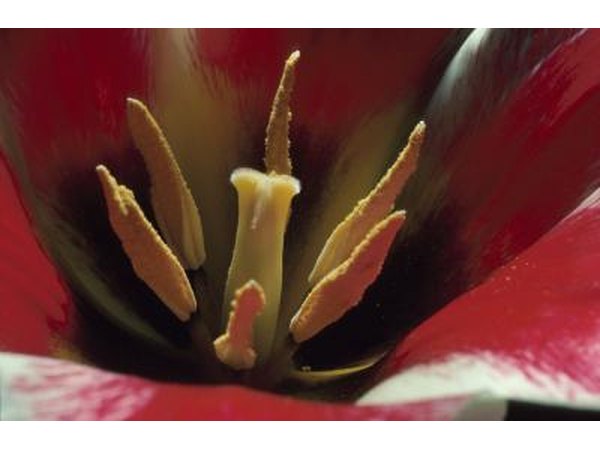 Pistils