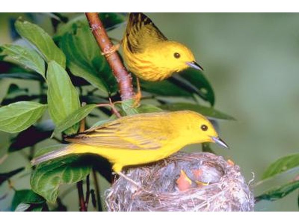 Warbler varieties, such as the yellow warbler, are frequently named for the prominent colors they display.