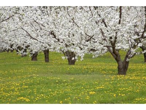 Cherry blossoms blooming in the spring time