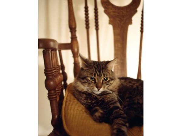 Cat on chair