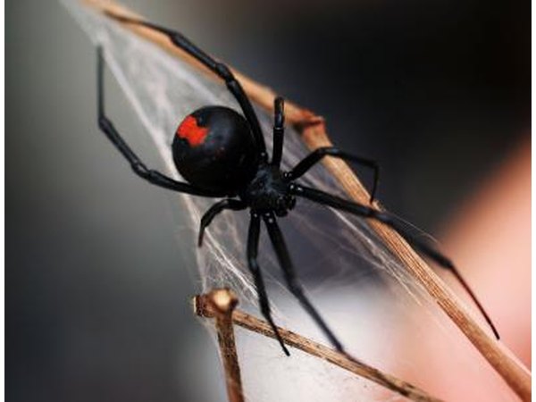 Redback Spider