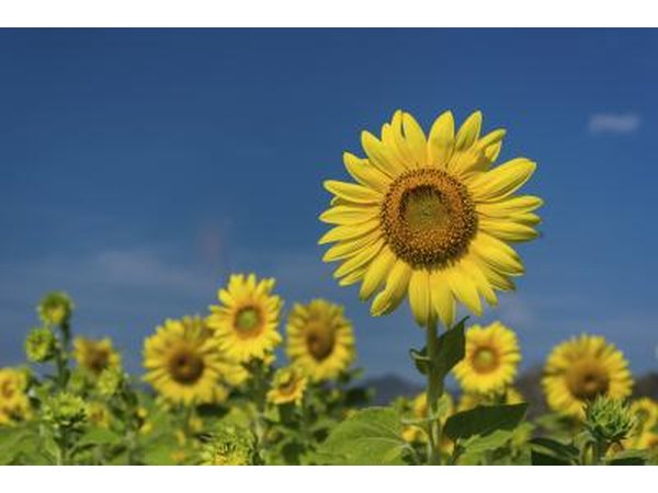 Sunflower field