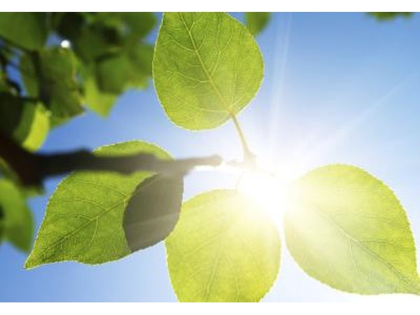 The sun is the source of all energy on Earth.