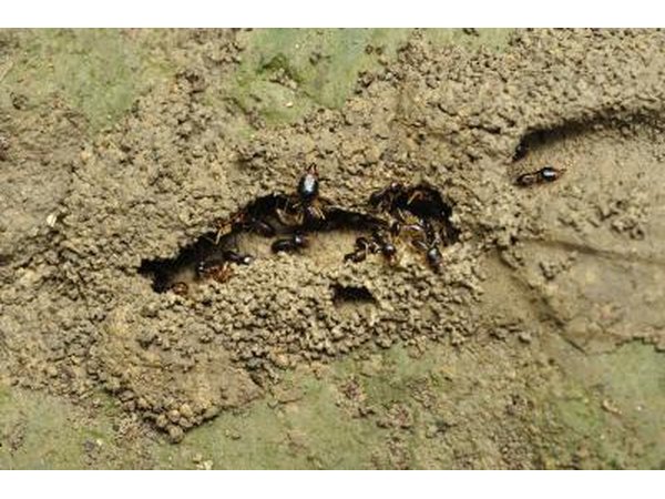 chimps eat termites as well