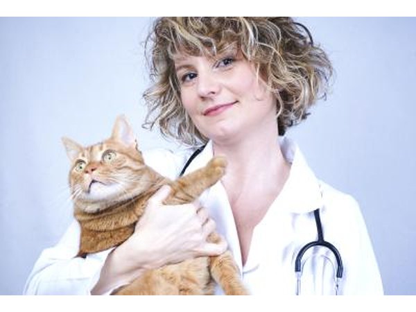 As soon as possible bring the cat to your veterinarian.