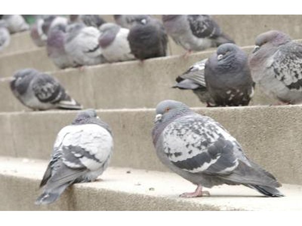 Group of pigeons.