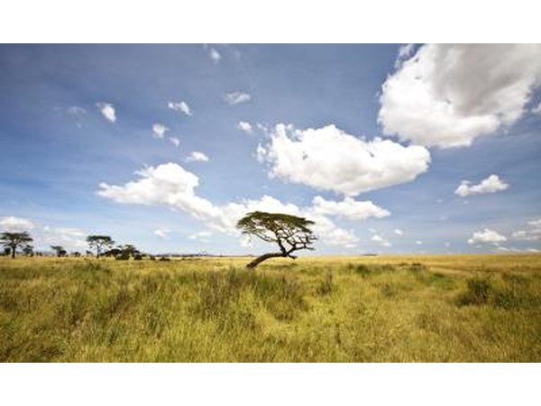 Grasslands in Eastern Africa.