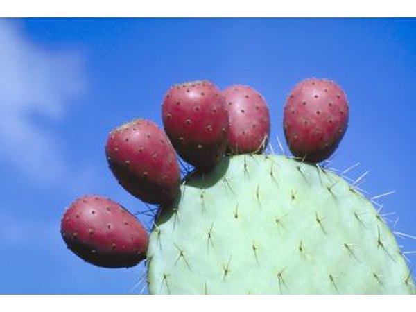 Nopal cactus