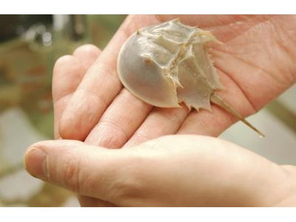 Horseshoe crabs have remained relatively unchanged over a million years.